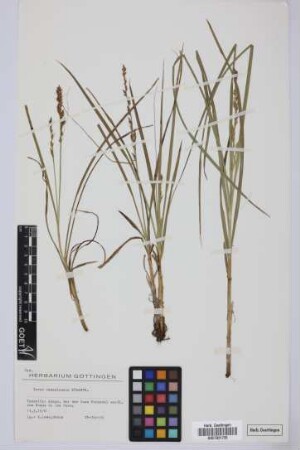 Carex canariensis Kük.
