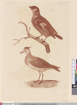 [Stieglitz (Carduelis carduelis) und Kiebitz (Vanellus vanellus); Goldfinch on a Branch and Northern Lapwing; Distelvink op een taken een Kievit]