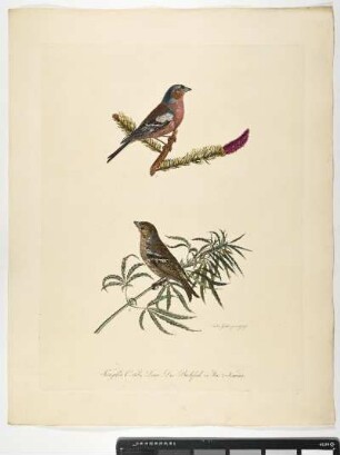 Fringilla Coelebs. Linn. Der Buchfink. 1. Mas. 2. Femina. - Buchfink. Fringilla coelebs; mas. fem. - Zeichner und Stecher: Ambrosius Gabler