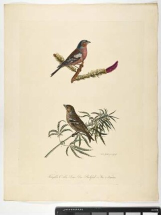 Fringilla Coelebs. Linn. Der Buchfink. 1. Mas. 2. Femina. - Buchfink. Fringilla coelebs; mas. fem. - Zeichner und Stecher: Ambrosius Gabler
