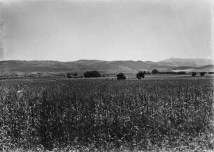 Weizenfeld : Blick über ein Weizenfeld in Richtung der Berge
