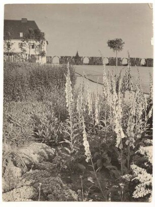 Zuckerraffinerie Fr. Meyers Sohn, Tangermünde Direktorwohnhaus: Im Vordergrund Campanula, Blick auf das Direktorwohnhaus