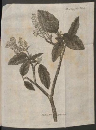 Aukuba japonica