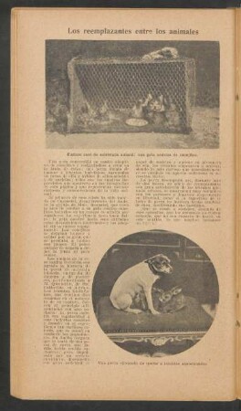 Los reemplazantes entre los animales