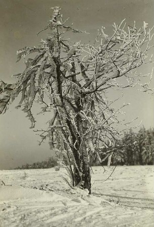 Winter im Erzgebirge. Rauhfrostbehangene Eberesche in Schellerhau