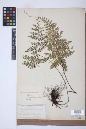 Asplenium uniseriale Raddi