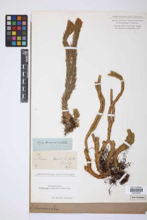 Phlegmariurus saururus (Lam.) B. &Oslash;llg.