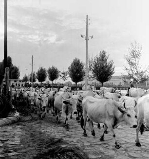 Durchs die Stadt getriebene Kuhherde