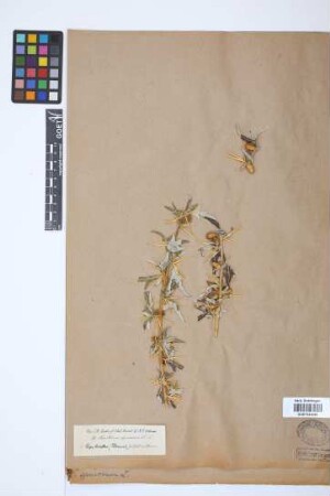 Xanthium spinosum L.