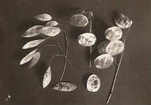 Europa. Ausdauerndes und zweijähriges Silberblatt (Lunaria annua) im Vergleich