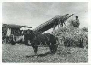 Getreideernte auf der Insel Poel um 1949