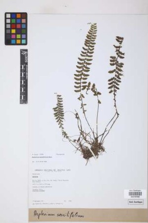 Asplenium sessilifolium Desv.