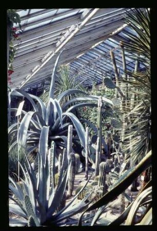 Botan. Garten 23.8.64.