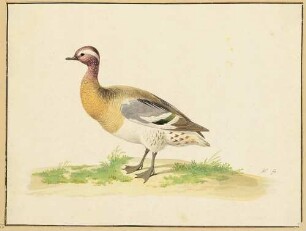 Ente