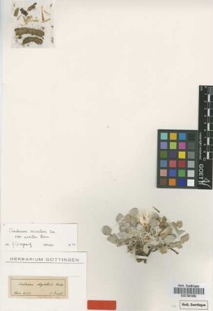 Centaurea chrysoleuca Boiss. [type]