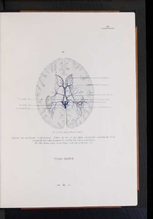 Venae cerebi.