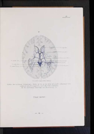 Venae cerebi.