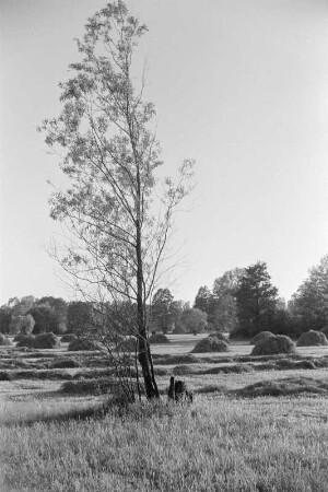 Spreewald um 1940. Heuschober auf den Wiesen. : Błóta wokoło 1940. Synowe kopjena ,,Stogi" na łukach.