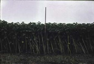 Sonnenblumenbestand in dem Funktionsprüfung der Schlegelernter erfolgte