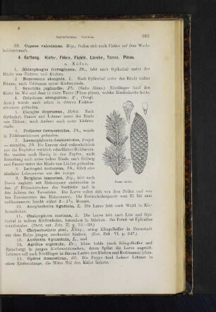 4. Gattung. Kiefer, Föhre, Fichte, Lärche, Tanne. Pinus.