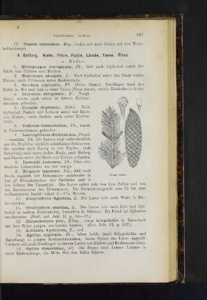 4. Gattung. Kiefer, Föhre, Fichte, Lärche, Tanne. Pinus.