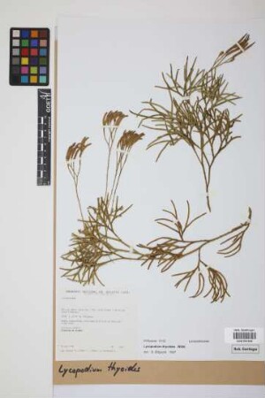 Diphasiastrum thyoides (Humb. & Bonpl. ex Willd.) Holub