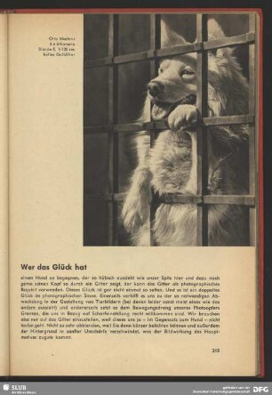 Ein Hund hinter Gitter
