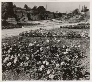 Reichsgartenschau 1939 auf dem Killesberg, Stuttgart: Rosental