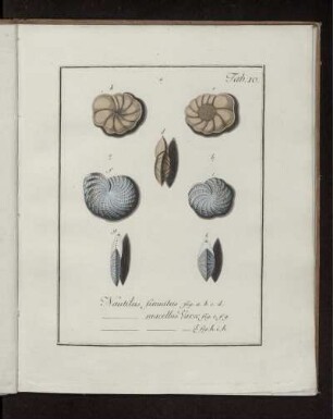 Tab. 10. Nautilus Sinuatas.