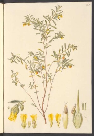 Hermannia odorata, Blatt 258