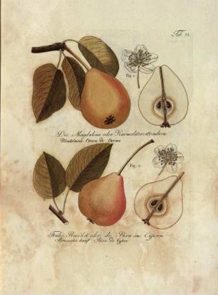 Tab. 73. Fig. 1. Die Magdalena oder Karmelitercitronbirn [...] Fig. 2. Frühe Russelet oder die Birn aus Cypern [...]