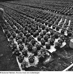 Gärtnerische Produktionsgenossenschaft (GPG) Floradreß (Gewächshäuser und Freilandbeete)