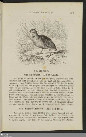 29. Abschnitt. Von der Wachtel. De la caille