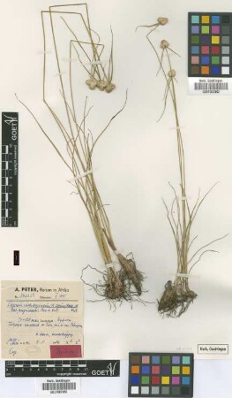 Cyperus cartilagineus (K.Schum.) Mattf. & Kük. var. angustatus Peter & Kük.[type]
