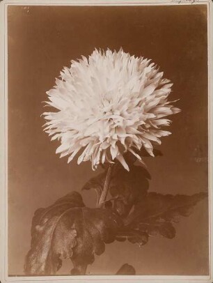 Chrysanthemum