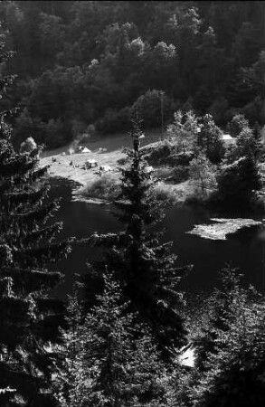 Tanne am nonnenmattweiher bei Neuenweg