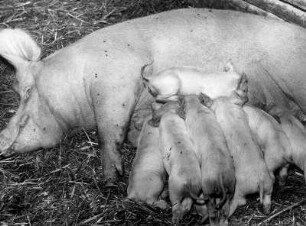 Bauernhof bei Hohenraden. Schweinezucht. Eine Sau säugt ihre Ferkel
