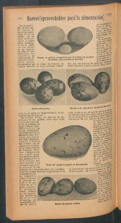 Huevos aprovechables para la alimentación