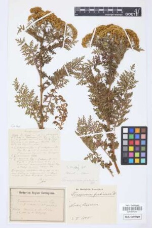 Gonospermum fruticosum (Buch) Less.