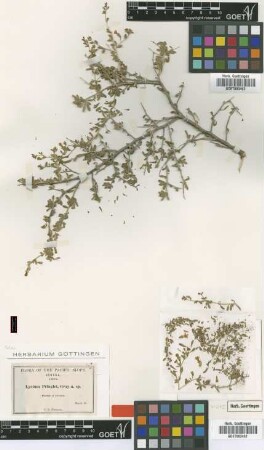 Lycium pringlei A.Gray [type]