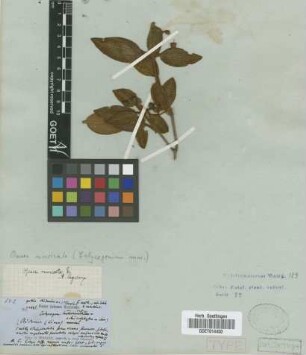 Calycogonium muricatum Griseb.[type]