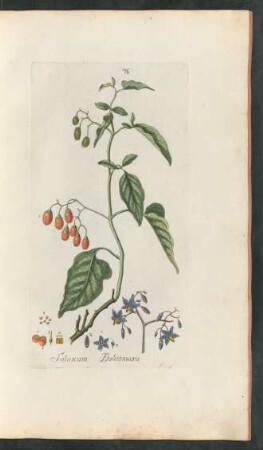 76. Solanum dulcamara