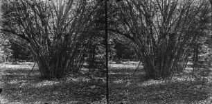 Im Wald : Busch im Wald, ein Teil des Białowieża-Nationalparks.
