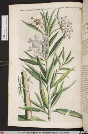 APOCYNUM AFRIC: ERECTUM VILLOSO FRUCTU.