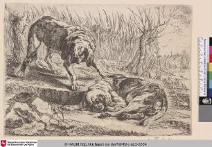 [Zwei Hunde vor Schilf; Two Dogs in front of Reed]