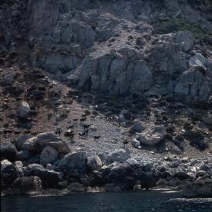 Skiathos, Skiathos, Nordkap. Weidende Ziegenherde