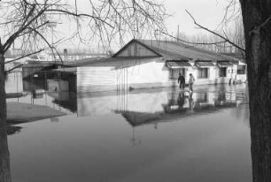 Hochwasser des Rheins