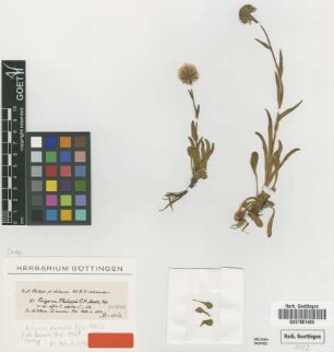 Erigeron philippi Sch.Bip. ex Wedd. [isotype]
