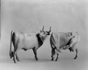 Stier und Kuh
