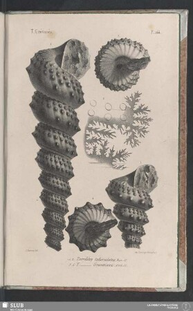 Pl. 144